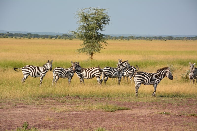 Serengeti Safari